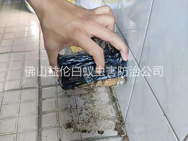 张槎诱杀白蚁危害工程